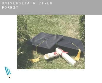 Università a  River Forest